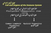 خلايا الجهاز المناعي Cell and Organs of the Immune System تنشأ خلايا الجهاز المناعي من نخاع العظام Pluripotent haemopoietic stem