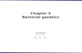 Chapter 5 Bacterial genetics 미생물학교실 권 형 주. DNA: The genetic material Bacterial genome (prokaryotes) : chromosome, a single, double-stranded, circular.