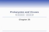 Prokaryotes and Viruses ( 원핵생물과 바이러스 ) Chapter 25.