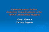 A Bioinformatics Tool for Analyzing G-quadruplexes in the mRNA Untranslated Regions ザカレ ザッパァ Zachary Zappala.