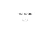 The Giraffe By S. P.. Outline Introduction Outline Vocabulary Place of Living Life Anatomy Necks Food Social Life Babies Interesting Facts A Task for.