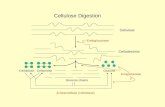 Cellulose Digestion Cellulose Endoglucanase Cellobiose Cellotriose Glucose Glucose chains β-Glucosidase (cellobiase) Exoglucanase Cellodextrins.