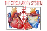 HEART LOCATION & ANATOMY right lung left lung pericardium apex of heart diaphragm MEDIASTINUM.