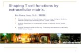 1 Shaping T cell functions by extracellular matrix. Bei-Chang Yang, Ph.D. ( 楊倍昌 ) Director, Department of Microbiology and Immunology, College of Medicine,