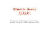 Muscle tissue 肌组织 Department of Histology and Embryology Medical college in Three Gorges University.