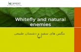 Whitefly and natural enemies مگس های سفید و دشمنان طبیعی آنها.