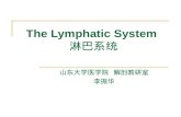 The Lymphatic System 淋巴系统 山东大学医学院 解剖教研室 李振华. The Lymphatic System 淋巴系统.
