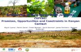 Economics of Bioenergy from Jatropha curcas : Promises, Opportunities and Constraints in Kenyan Context Miyuki Iiyama 1, Patrick Zante 2, Cristel Munster.