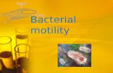 Bacterial motility. Objectives : To gain expertise in determining the motility of living bacteria. To learn about the different methods of motilty determination.