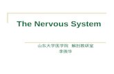 The Nervous System 山东大学医学院 解剖教研室 李振华. Organizations Central nervous system (CNS) 中枢神经系统 Peripheral nervous system (PNS) 周围神经系统.
