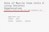 Role of Muscle Stem Cells During Skeletal Regeneration STEM CELLS 2015;33:1501 – 1511 Impact factor: 7.532 報告學生： 郭啟甲 指導老師： 鄭伯智老師, 林宏榮老師.