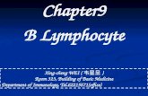 1 Chapter9 B Lymphocyte Xing-cheng WEI ( 韦星呈 ) Room 323, Building of Basic Medicine Department of Immunology, Tel.62215671(office)