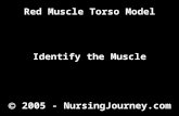 2005 - NursingJourney.com Red Muscle Torso Model Identify the Muscle.