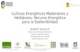 Cultivos Energéticos Maderables y Herbáceos: Recurso Energético para la Sostenibilidad Quelbis R. Quintero B. Director Grupo de Investigación Bioindustrias.