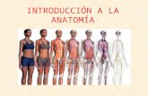 INTRODUCCIÓN A LA ANATOMÍA. 1. CONCEPTO DE ANATOMÍA La anatomía humana es la ciencia que estudia la forma y la estructura del cuerpo humano.