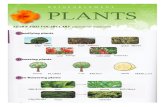 Plants Reinforcement