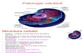 Patologie celulera