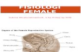 Fisiologi Female