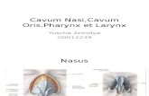 Cavum Oris Et Pharynx