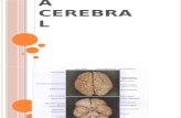 AnatomÃa cerebral