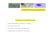 PROTOZOÁRIOS aula+5.pdf