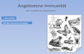 Angeborene Immunität oder unspezifisches Abwehrsystem 1. Kennzeichen - Bei allen Lebewesen vorhanden.