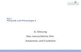 K3.1 Phonetik und Phonologie II 6. Sitzung Das menschliche Ohr Anatomie und Funktion.