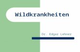 Wildkrankheiten Dr. Edgar Lehner. Gesunder Wildbestand Kenntnis der Wildkrankheiten wichtig: Wirtschaftlichkeit: Wildverluste Hygiene: Wildbretverwertung.