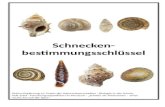 Schnecken- bestimmungsschlüssel Online-Ergänzung zu: Praxis der Naturwissenschaften - Biologie in der Schule, Heft 6/64 - Forschungsexpedition ins Museum.