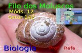Filo dos Moluscos Biologia Prof. Rafa Móds. 12 Setor 142.
