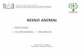 REINO ANIMAL PORÍFEROS CELENTERADOS / CNIDÁRIOS Disciplina: Biologia Professora: Roberta Fontoura.