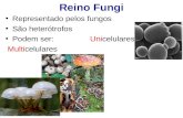 Reino Fungi Representado pelos fungos São heterótrofos Podem ser: Unicelulares Multicelulares.