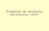 Produção de proteína microbiana (SCP). O que é “Single-cell protein” ? Biomassa microbiana ou proteína obtida de processos nos quais algas, leveduras,