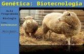 Aula Programada Biologia Tema: BIOTECNOLOGI A Márcia Buzetti Lia_buzetti@hotmail.com Genética: Biotecnologia.