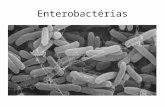 Enterobactérias. Família Enterobacteriaceae Características gerais – Grupo heterogêneo – Bastonetes Gram negativos (1-5um) – Não esporulados – Anaeróbios.