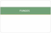 FUNGOS. Fungos Reino Fungi 70 mil sp Eucariontes aclorofilados Uni ou pluricelulares Ambientes úmidos ricos em MO Heterótrofos - Parasitas e decompositores.