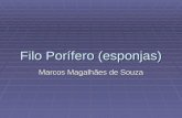 Filo Porífero (esponjas) Marcos Magalhães de Souza.