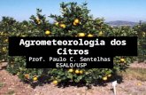 Agrometeorologia dos Citros Prof. Paulo C. Sentelhas ESALQ/USP.