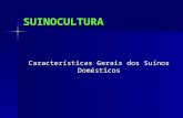 SUINOCULTURA Características Gerais dos Suínos Domésticos.