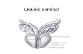 Líquido seminal. Vesícula seminal, ducto ejaculador e próstata (face posterior) O líquido seminal ou plasma seminal é a parte do sêmen sem epermatozóides.