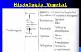 1/8/20151 Histologia Vegetal Céls. indife- renciadas que originam: