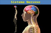 Sistema Nervoso TIPOS DE NEURÔNIOS DENDRITOS CORPO CELULAR Direção da condução AXÔNIO NEURÔNIO SENSORIAL NEURÔNIO ASSOCIATIVO NEURÔNIO MOTOR.