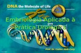 Embriologia Aplicada à Prática Urológica Prof. Dr. Carlos Abib Cury.