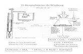 O Respirômetro de Warburg Década de 20 Coloca o substrato Papel de filtro com KOH Tecido Meio de cultura Fluido com cor Detecta CO 2 Produzido Detecta.