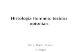 Histologia Humana: tecidos epiteliais Prof. Pablo Paim Biologia.