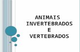 ANIMAIS INVERTEBRADOS E VERTEBRADOS. O S I NVERTEBRADOS : Os animais que não possuem coluna vertebral são invertebrados que são divididos em grupos: Insetos.