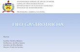 UNIVERSIDADE FEDERAL DE SANTA CATARINA CURSO DE CIÊNCIAS BIOLÓGICAS DEPARTAMENTO DE ECOLOGIA E ZOOLOGIA ZOOLOGIA DE INVERTEBRADOS I PROFESSORA: GABRIELA.