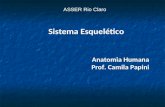Anatomia Humana Prof. Camila Papini ASSER Rio Claro Sistema Esquelético.