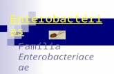 Enterobactérias Família Enterobacteriace ae. Enterobactérias Bacilos Gram negativos Maioria habita intestino do homem e de animais  Como flora normal.