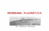 MEMBRANA PLASMÁTICA. Membrana Celulósica ou Parede Celular.